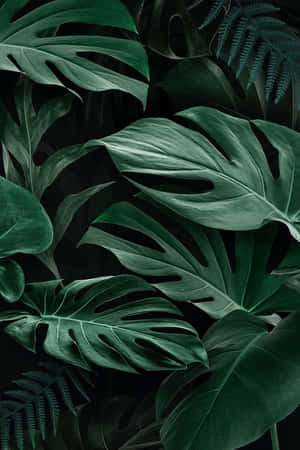 黑色背景上的熱帶綠色龜背竹和蕨類葉片。 — 植物美學 壁紙