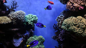 藍色刺尾魚在藍色海水中滑過珊瑚礁。 — 珊瑚 壁紙