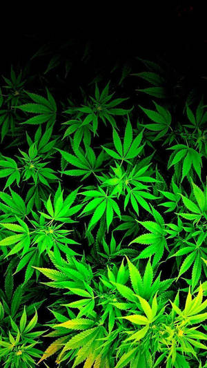 螢光綠色大麻葉在黑色背景上發光。 — 自然 iPhone 壁紙