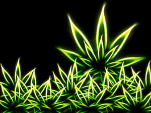 黑色背景上螢光綠色發光的大麻葉 — 植物美學 壁紙