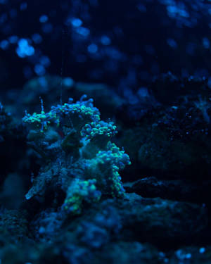 螢光綠色珊瑚在深藍色水下環境中發光，背景帶有散景效果。 — 卡洛琳 壁紙