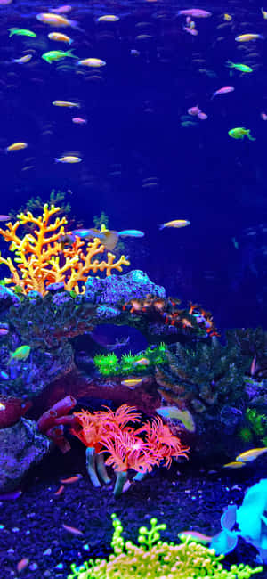 色彩繽紛的魚兒在深藍色水族館中於發光的珊瑚間游動。 — Galaxy A 壁紙