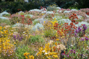 陽光照耀的草地上色彩繽紛的野花和綠色葉子。 — 春天 壁紙