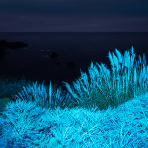 夜晚海邊發光的藍色草。 — 藍色美學電腦 壁紙