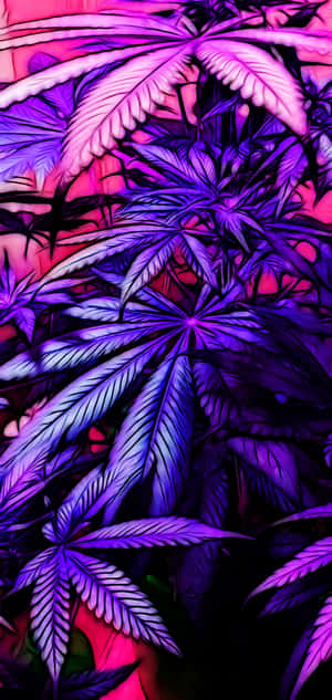在數位藝術背景中發光的霓虹紫色和粉紅色大麻葉。 — iPhone 14 Pro Max 壁紙