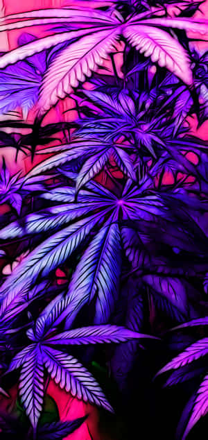 在黑暗的數位藝術場景中發光的霓虹紫色和粉紅色大麻葉。 — iPhone 11 Pro 壁紙