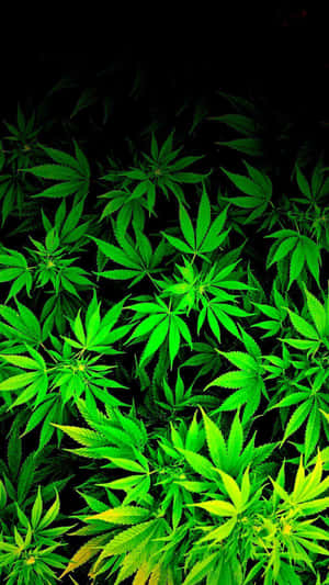 在黑色背景下發光的霓虹綠色大麻葉。 — 花園 壁紙