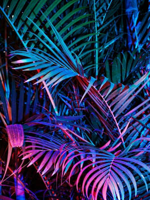 熱帶棕櫚葉在夜間霓虹藍和粉紅燈光下發光。 — 霓虹紫 iPhone 壁紙