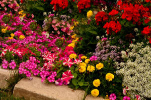 色彩繽紛的花園，粉紅、紅、黃、白色花朵從石邊溢出。 — 花園 壁紙