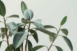 柔和綠色調的光澤橡膠植物葉子，襯以中性灰色背景。 — 平靜 GIF 壁紙