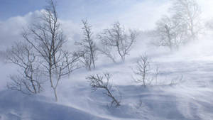 暴風雪中的光禿樹木，旋轉的風和淡藍色天空。 — 冬季風景 壁紙