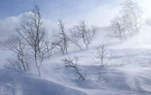 暴風雪中的光禿樹木，旋轉的風和淡藍色的天空。 — 冬季風景 壁紙