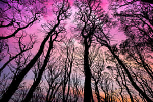 在粉紅色和橙色黃昏天空下的光禿樹木剪影。 — 森林景觀 壁紙