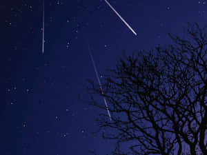 光禿樹木剪影，背景是星空和流星。 — 星空動畫 壁紙