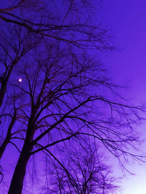 光禿禿的樹枝映襯著紫色的夜空，月亮可見。 — 紫色樹木 壁紙
