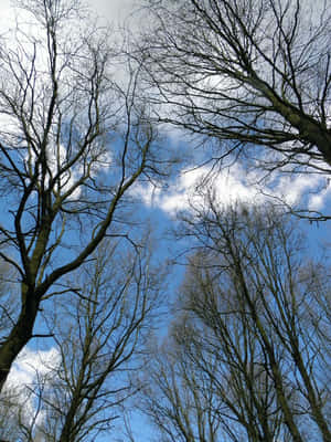 光禿禿的樹枝框住了一片帶有零星白雲的明亮藍天。 — 美學天空 壁紙