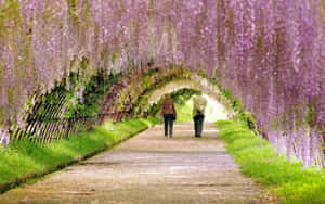 兩人在春天走在紫色紫藤花隧道下。 — 花園 壁紙