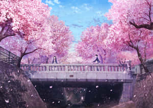 兩名動漫學生站在石橋上，上方是盛開的櫻花樹，花瓣飄落。 — 庫洛魔法使 壁紙