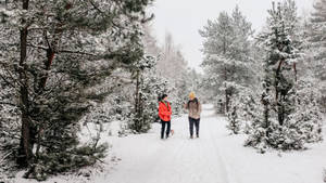 兩個人在被雪覆蓋的森林小徑上行走，周圍是掛滿雪的松樹。 — 運動 壁紙