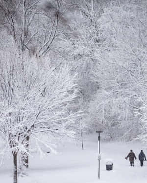 兩個人走過一個白雪覆蓋的公園，樹木結霜。 — 雪山 壁紙
