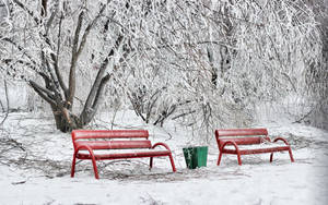 雪地公園中的兩個紅色長椅，周圍是冰雪覆蓋的樹木。 — 冬季風景 壁紙