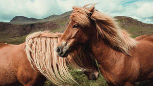 兩匹冰島馬在山間草地上依偎，風吹動牠們的鬃毛。 — 高解析度馬匹 壁紙