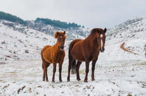 兩匹棕色馬匹站在雪地中，身後是白雪覆蓋的山丘。 — MacBook Air 壁紙