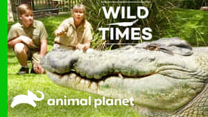 兩名動物園管理員蹲在草地圍欄內一隻大鱷魚旁邊。 — 動物星球 壁紙