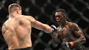 兩名MMA拳手在籠中比賽時互相出拳。 — 終極格鬥冠軍賽 壁紙