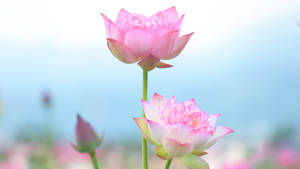 在寧靜的水花園中盛開的兩朵粉紅色蓮花。 — 蓮花 GIF 壁紙