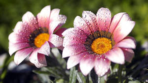 花園中兩朵佈滿露珠的粉紅色雛菊。 — 花朵 壁紙
