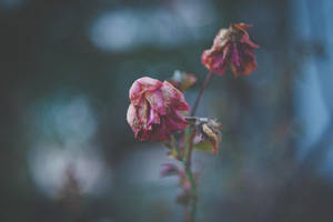 兩朵褪色的粉紅玫瑰垂在莖上，背景模糊。 — 玫瑰花 壁紙