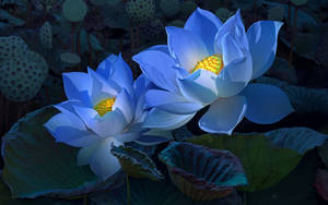 兩朵發光的藍色蓮花，金色花心，在夜間盛開。 — 蓮花 GIF 壁紙
