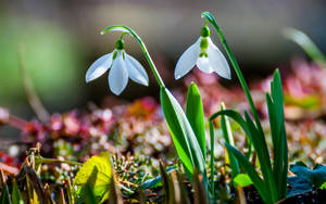 兩朵白色雪花蓮在春天的苔蘚和草叢中生長。 — 花 壁紙