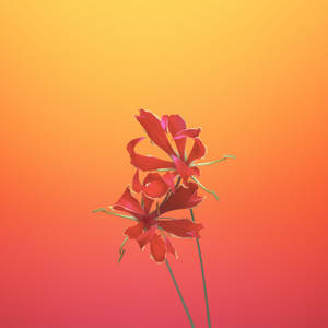 兩朵紅色花朵，背景為溫暖的橙色和粉紅色漸變。 — 花朵 壁紙