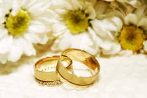 兩枚金結婚戒指放在柔軟的白色表面上，旁邊是白色雛菊。 — 結婚戒指 壁紙