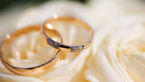 兩枚鑲有鑽石的金色結婚戒指依偎在白色玫瑰花瓣上。 — 結婚戒指 壁紙