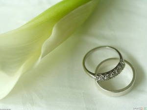 白色布料上，兩枚結婚戒指旁邊有一朵馬蹄蓮。 — 結婚戒指 壁紙