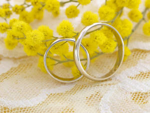 兩枚銀色結婚戒指藏在蕾絲上的黃色含羞草花中。 — 結婚戒指 壁紙