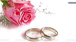 白色背景上，兩枚結婚戒指旁有粉紅玫瑰和滿天星。 — 螢幕保護 壁紙