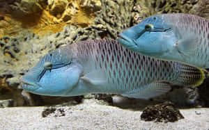 兩條藍色條紋魚在水族箱中靠近珊瑚和沙子游泳 — 水肺潛水 壁紙