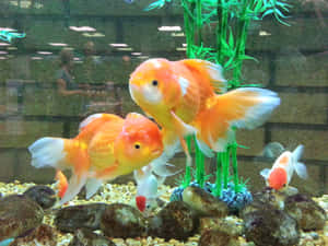 金魚在水族箱的岩石和植物間游動。 — 金魚 壁紙
