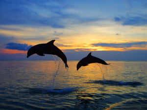 兩條海豚在日落時從海洋中跳出 — 海豚 GIF 壁紙