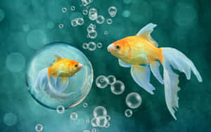 兩條金魚，一條在氣泡中，一條自由，周圍有氣泡在藍綠色水中。 — 金魚 壁紙