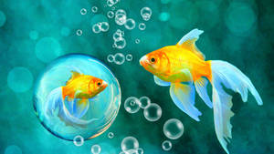 兩條金魚，一條在氣泡中，一條在藍綠色水中自由游動，有氣泡 — 金魚 壁紙