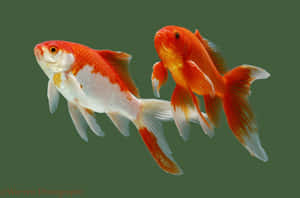 兩條橙色和白色金魚在清澈的水中游動，背景為深綠色。 — 金魚 壁紙
