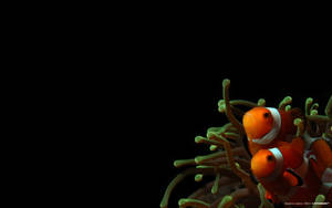 兩條小丑魚依偎在海葵中，背景為黑色。 — 魚 GIF 壁紙