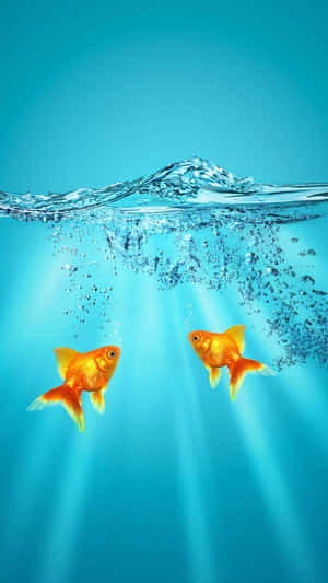 兩條金魚在水中游泳，有陽光光束和上升的氣泡。 — 金魚 壁紙