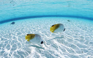 兩條色彩繽紛的蝴蝶魚在明亮的陽光下於沙質海床上游動。 — 海洋 壁紙