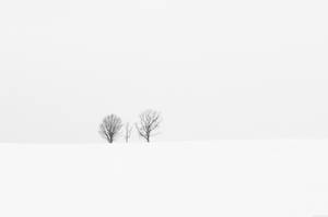 灰色天空下雪地裡的兩棵無葉樹 — 樹木 壁紙
